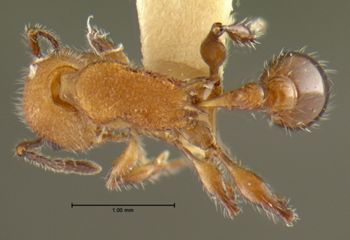 Media type: image; Entomology 22411   Aspect: habitus dorsal view